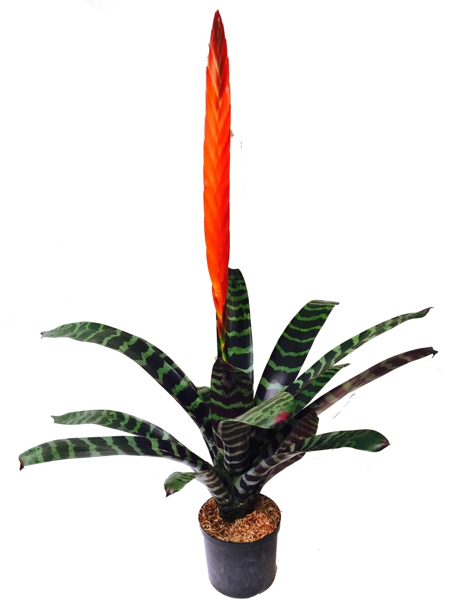 Plano entero de bromelias splenriet sobre matera negra