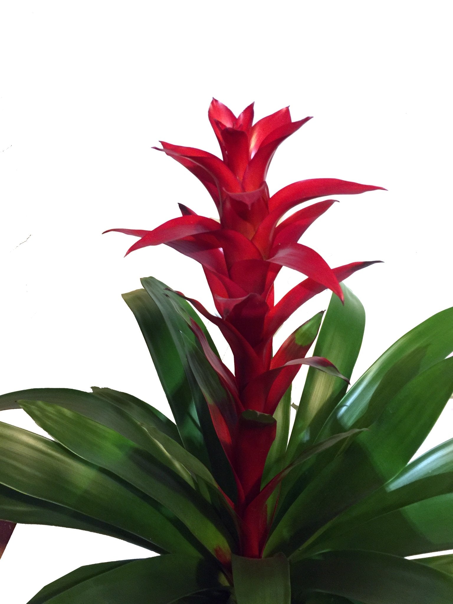 Plano medio de detalle de flor de la bromelia guzmania roja