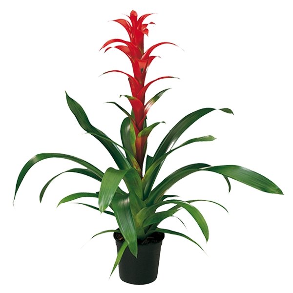 Plano entero de bromelia guzmania roja con matera de plástico negra