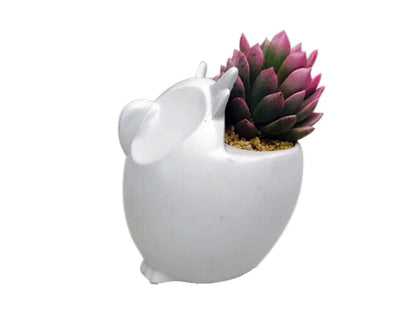 Buho con suculenta - Calyx plantas exoticas