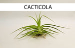 Cargar imagen en el visor de la galería, Perro con Tillandsia - Calyx plantas exoticas
