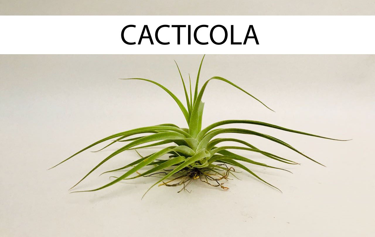 Ave Quimbaya con Tillandsia - Calyx plantas exoticas