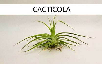 Ave Quimbaya con Tillandsia - Calyx plantas exoticas