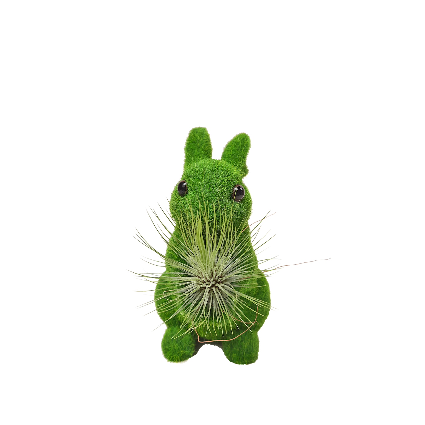 Conejo grande con tillandsia de frente plano entero