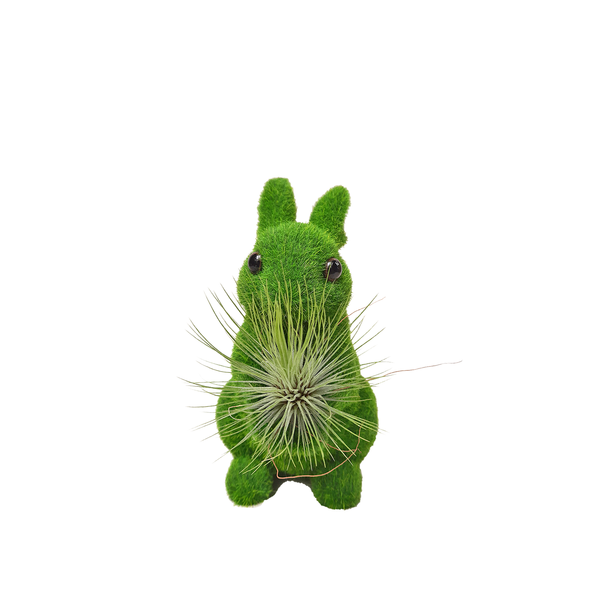 Conejo grande con tillandsia de frente plano entero