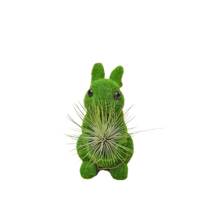 Conejo grande con tillandsia de frente plano entero
