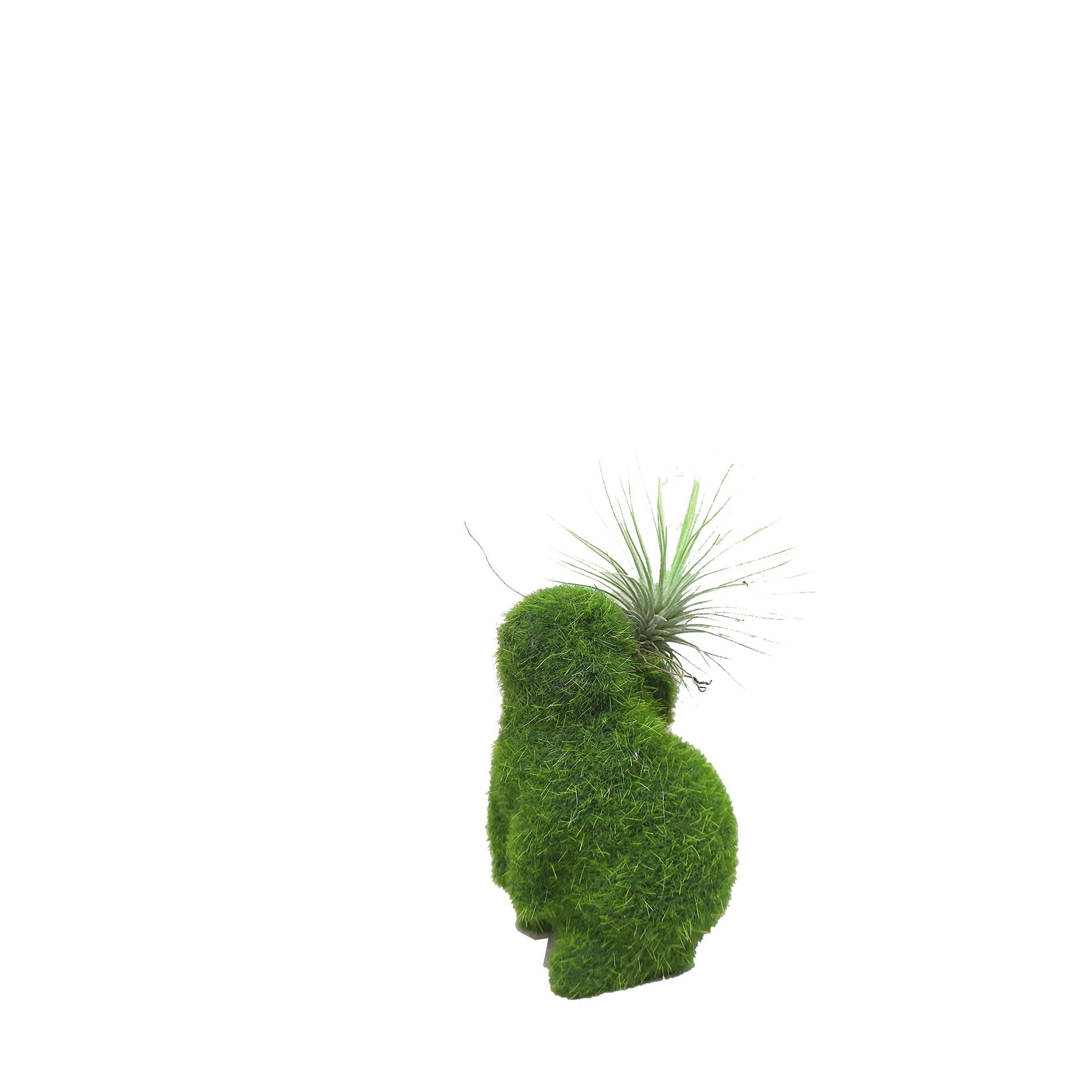 Conejo pequeño con tillandsia del otro lado plano entero