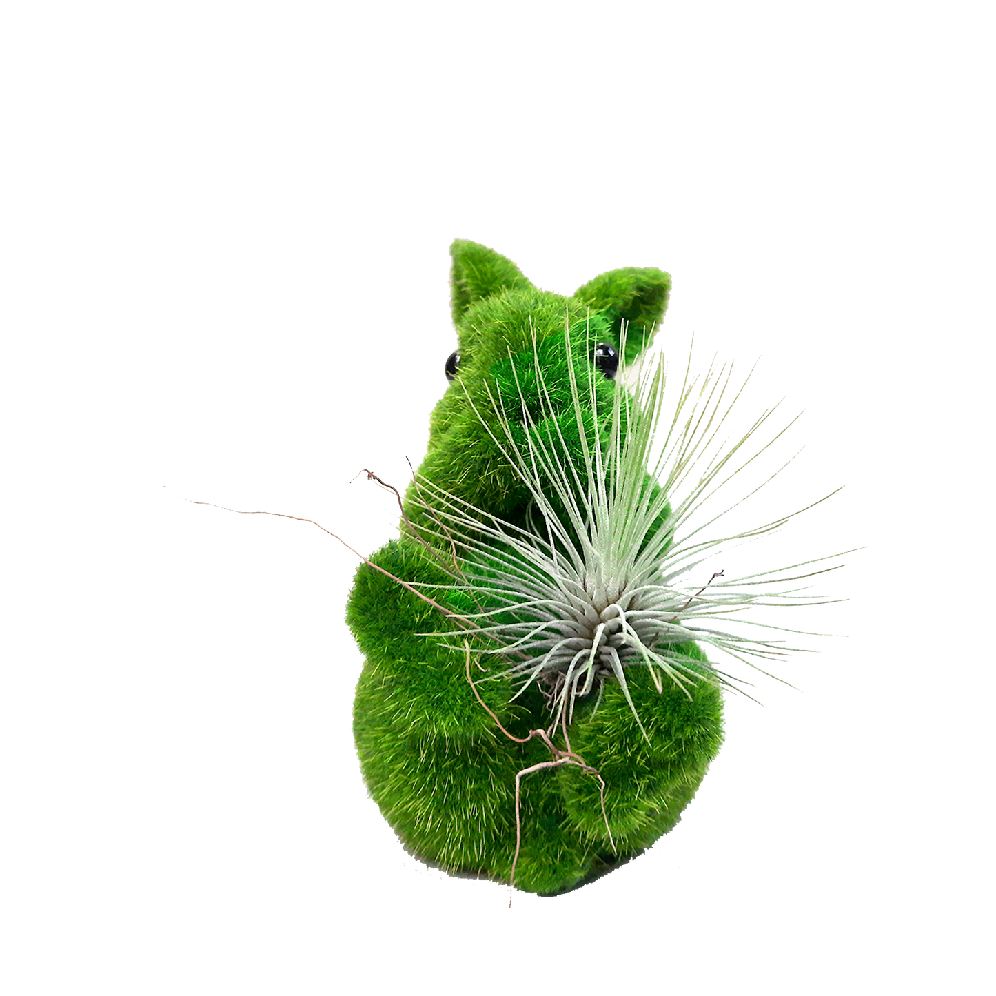 Conejo pequeño plano entero con tillandsia