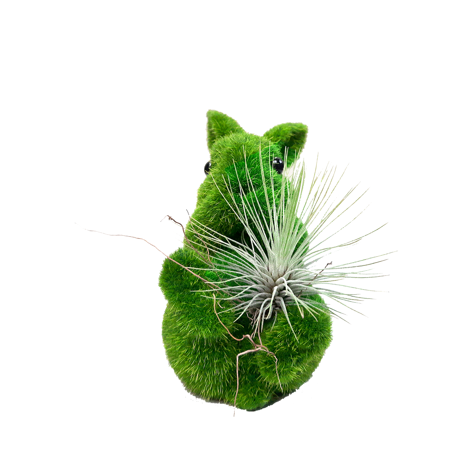 Conejo pequeño plano entero con tillandsia