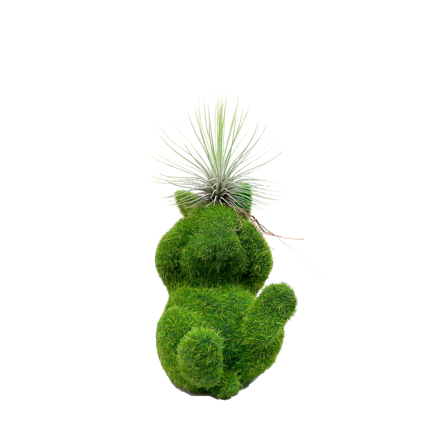 Conejo pequeño no veo con Tillandsia en cabeza