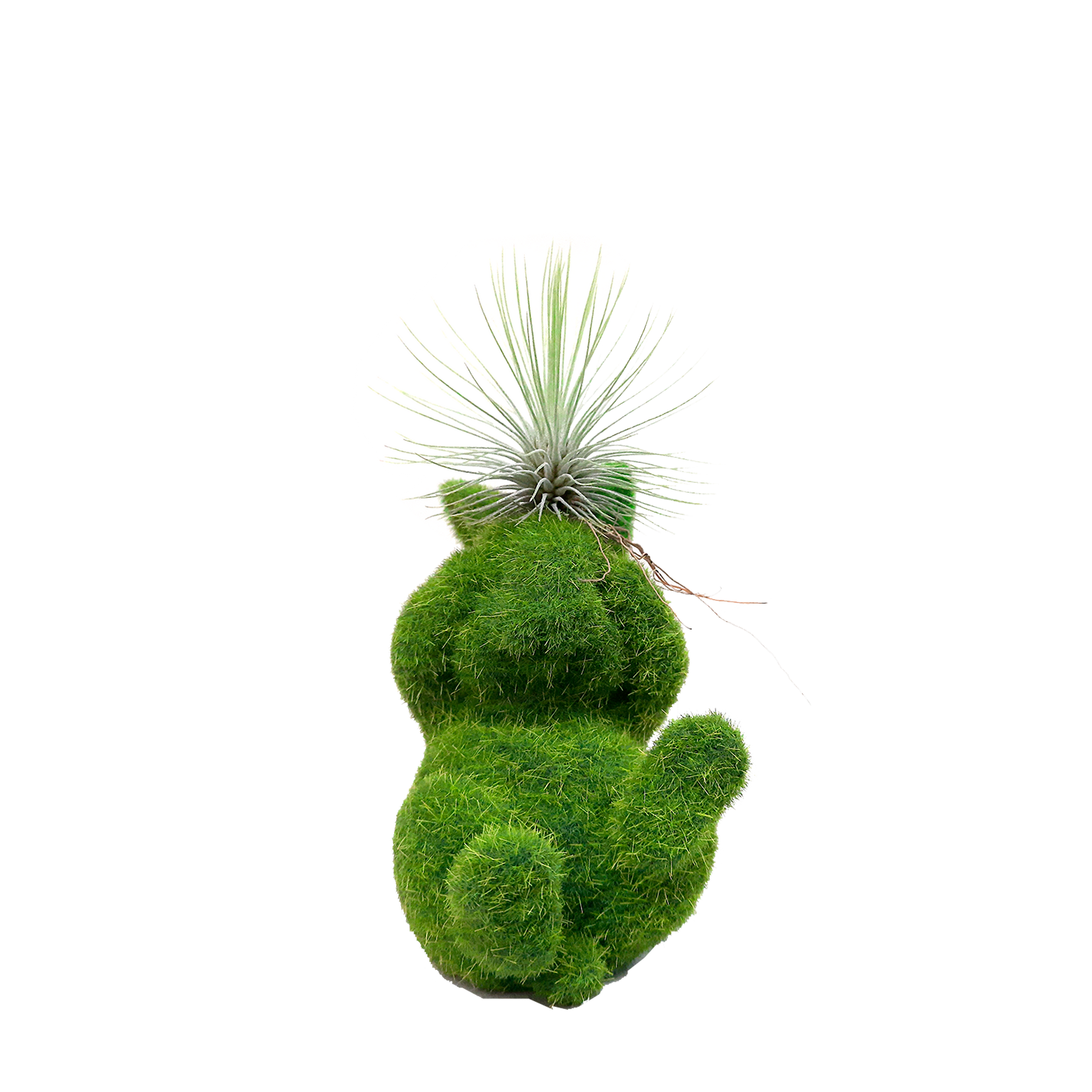Conejo pequeño no veo con Tillandsia en cabeza