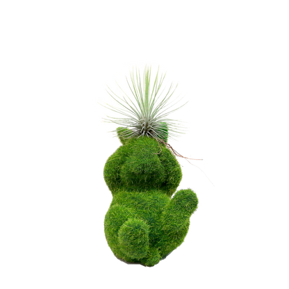 Conejo pequeño no veo con Tillandsia en cabeza