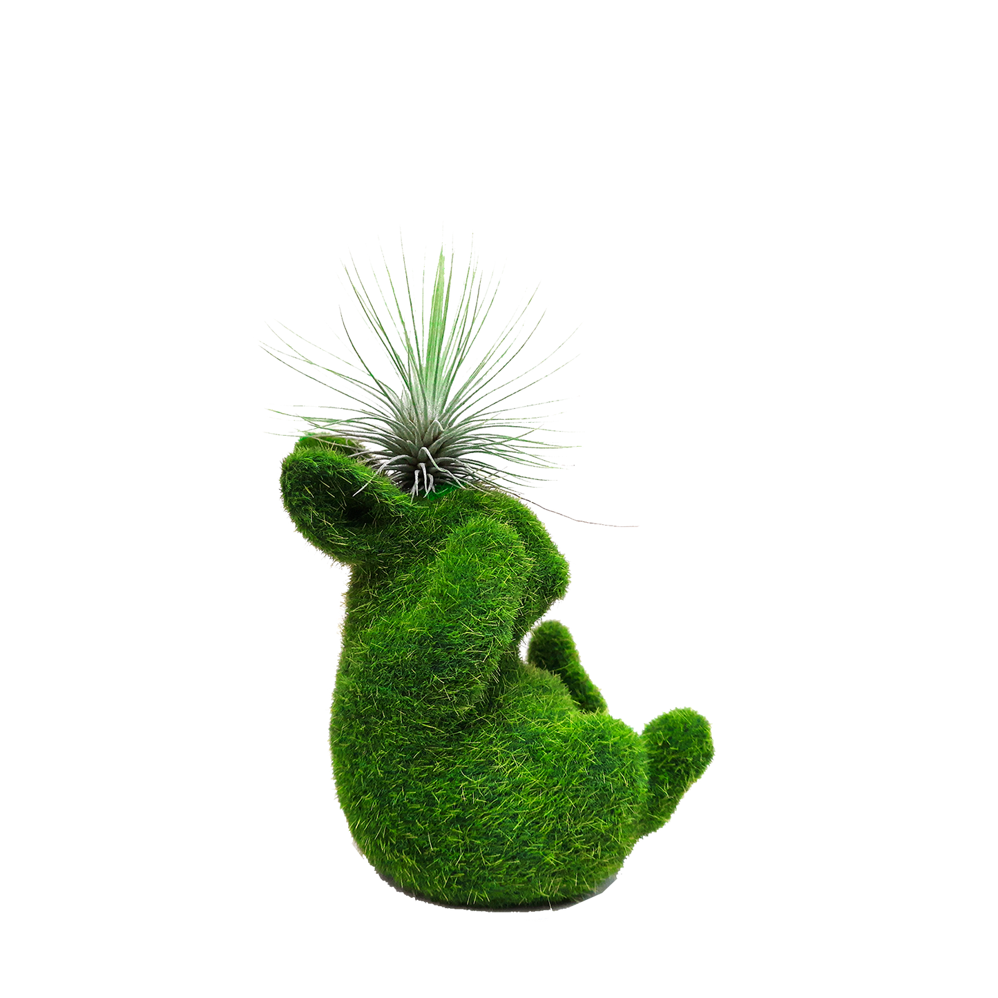 Conejo pequeño no veo con tillandsia plano entero