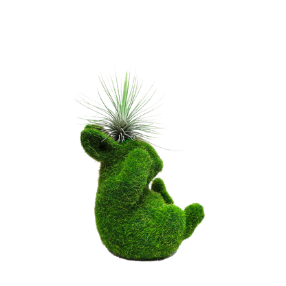 Conejo pequeño no veo con tillandsia plano entero