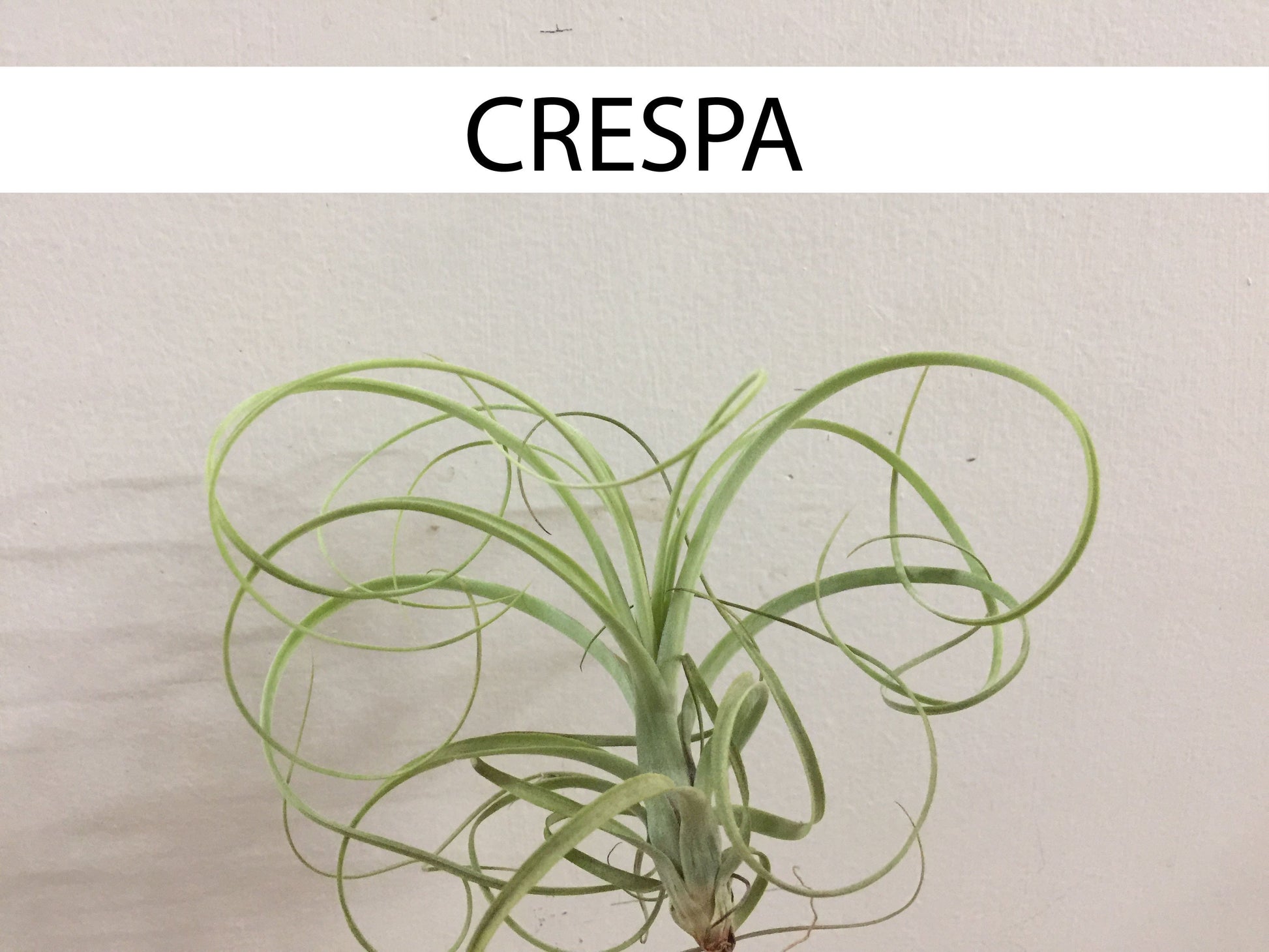 Detalle de tilladsia crespa