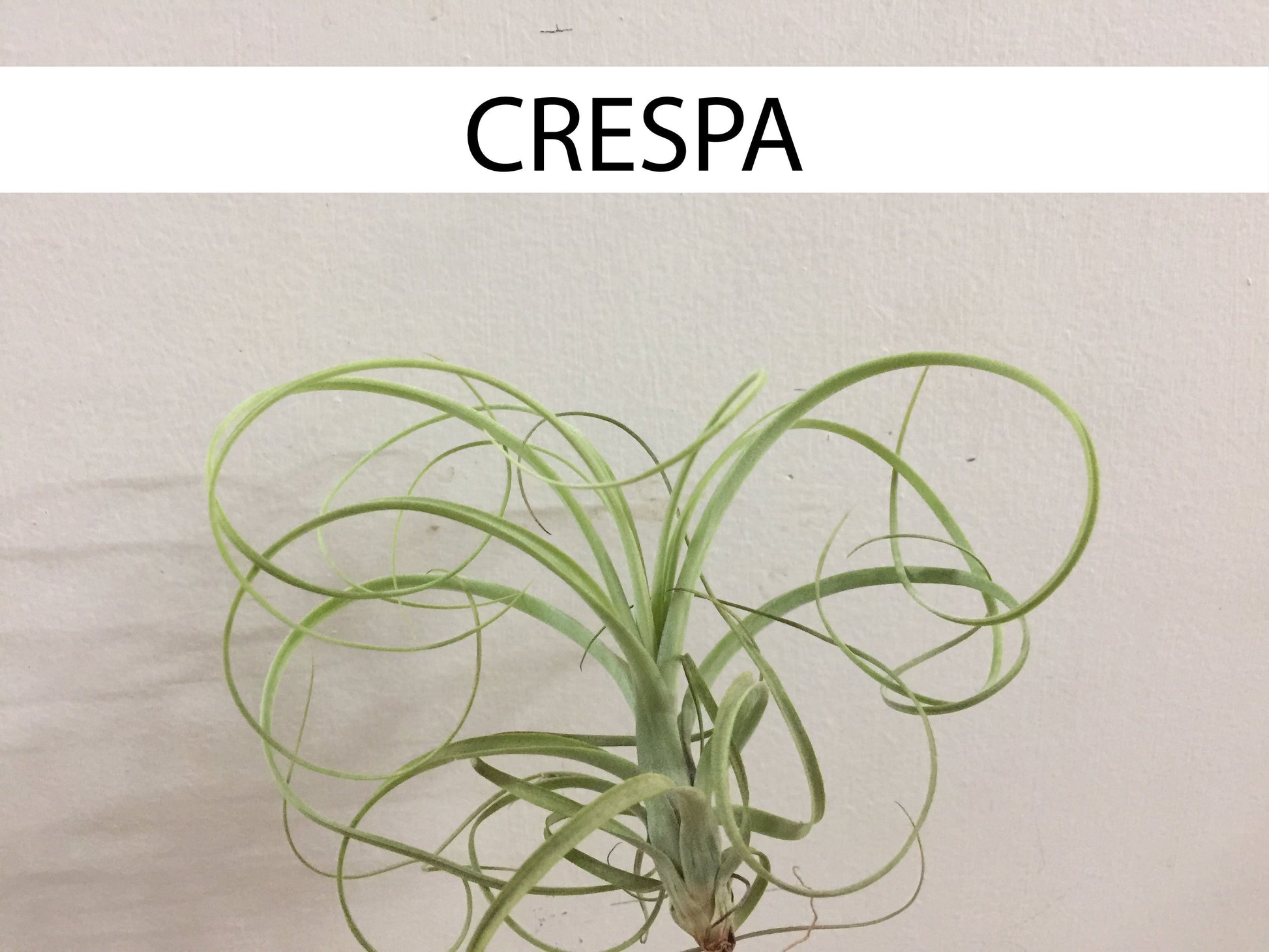 Perro con Tillandsia - Calyx plantas exoticas