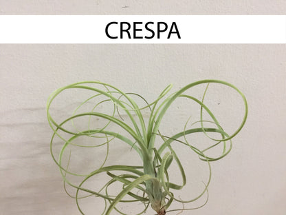 Perro con Tillandsia - Calyx plantas exoticas