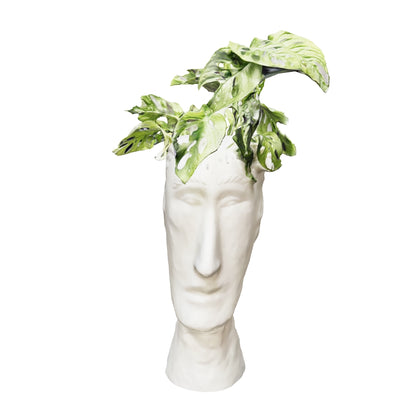 Cabeza Alargada