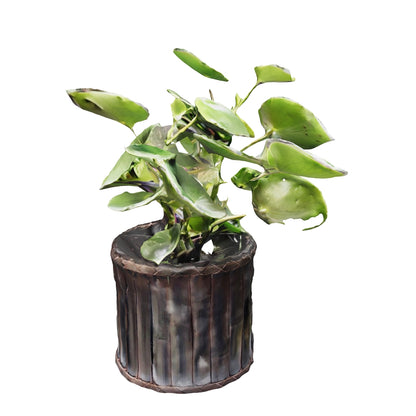 Peperomia Cucharita
