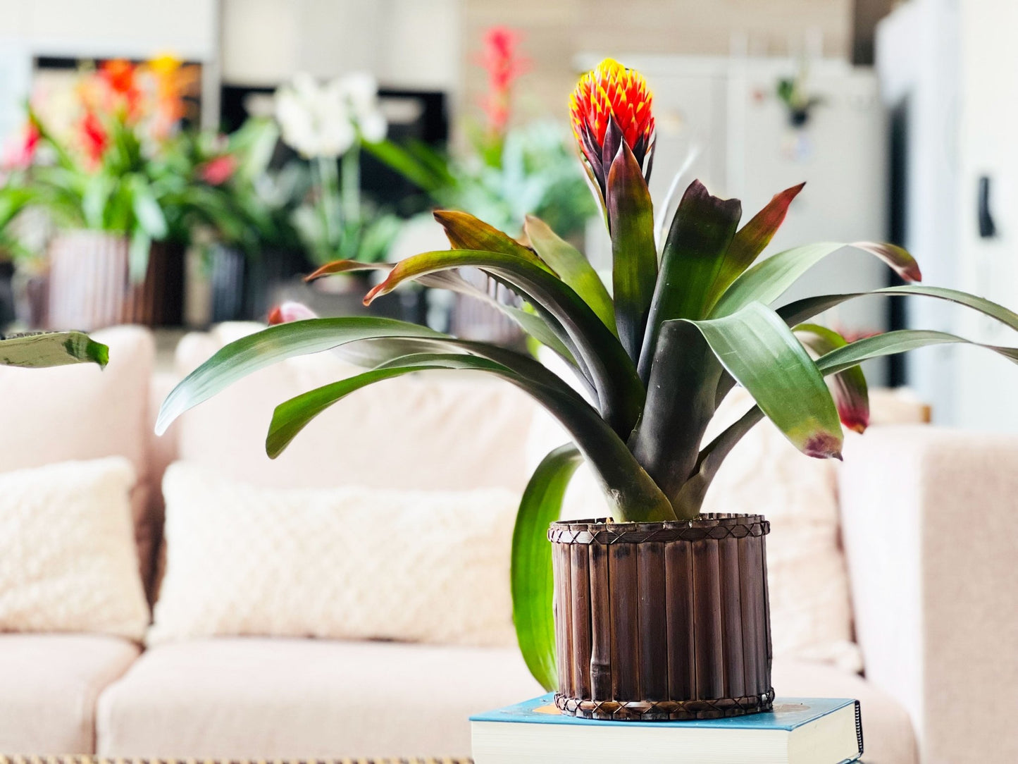 Bromelias Guzmania Conifera