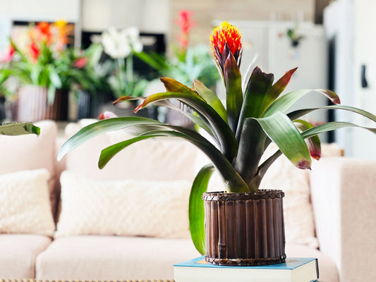 Bromelias Guzmania Conifera