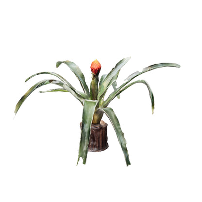 Bromelias Guzmania Conifera