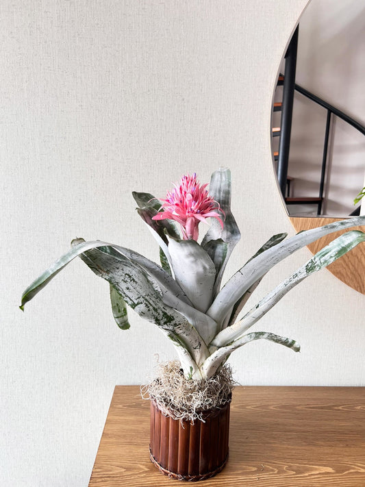 Plano Contextual bromelia rosada