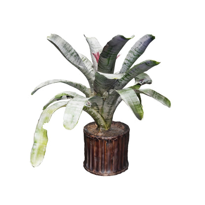 Bromelias Aechmea Rosadas