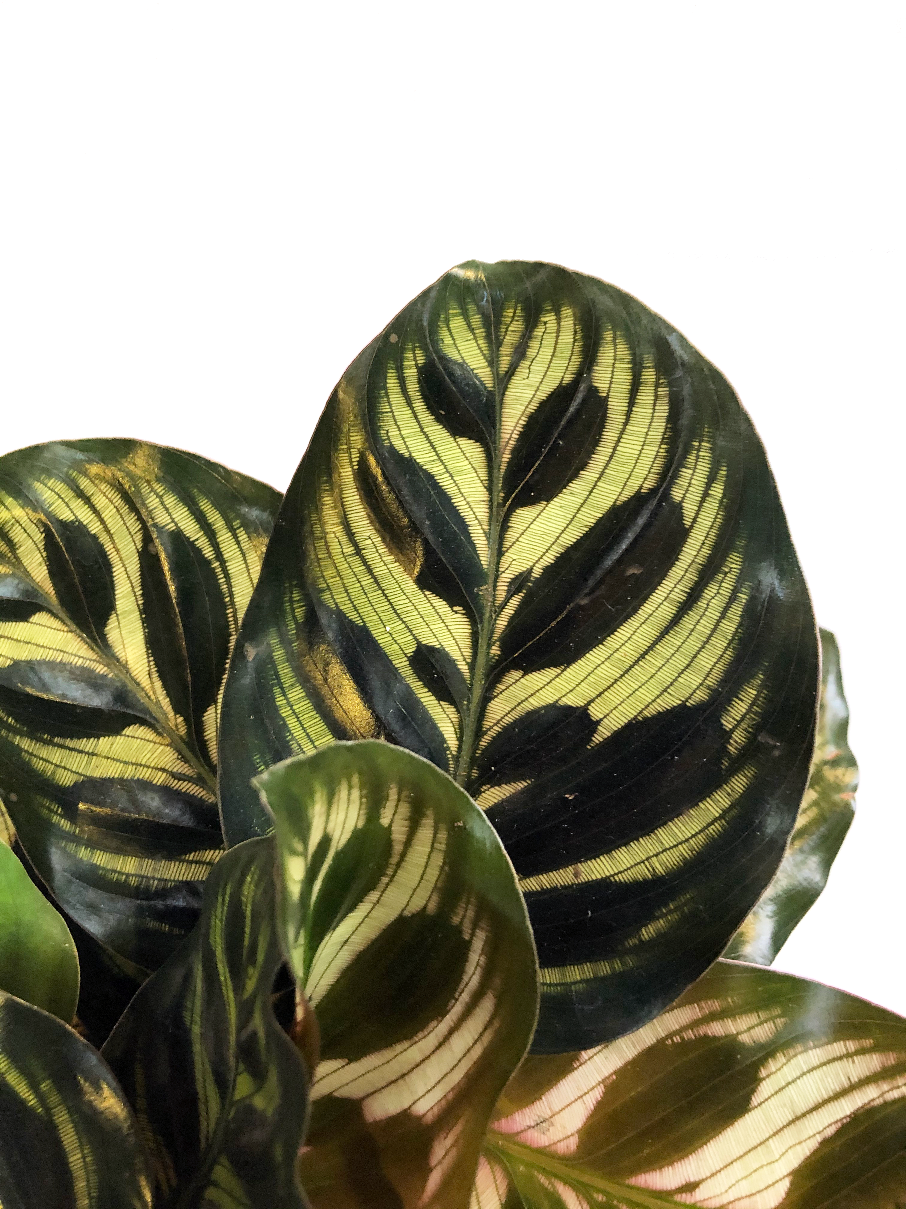 Plano de detalle de follaje hojas de Calathea Papelito