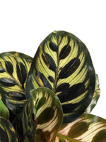 Cargar imagen en el visor de la galería, Plano de detalle de follaje hojas de Calathea Papelito
