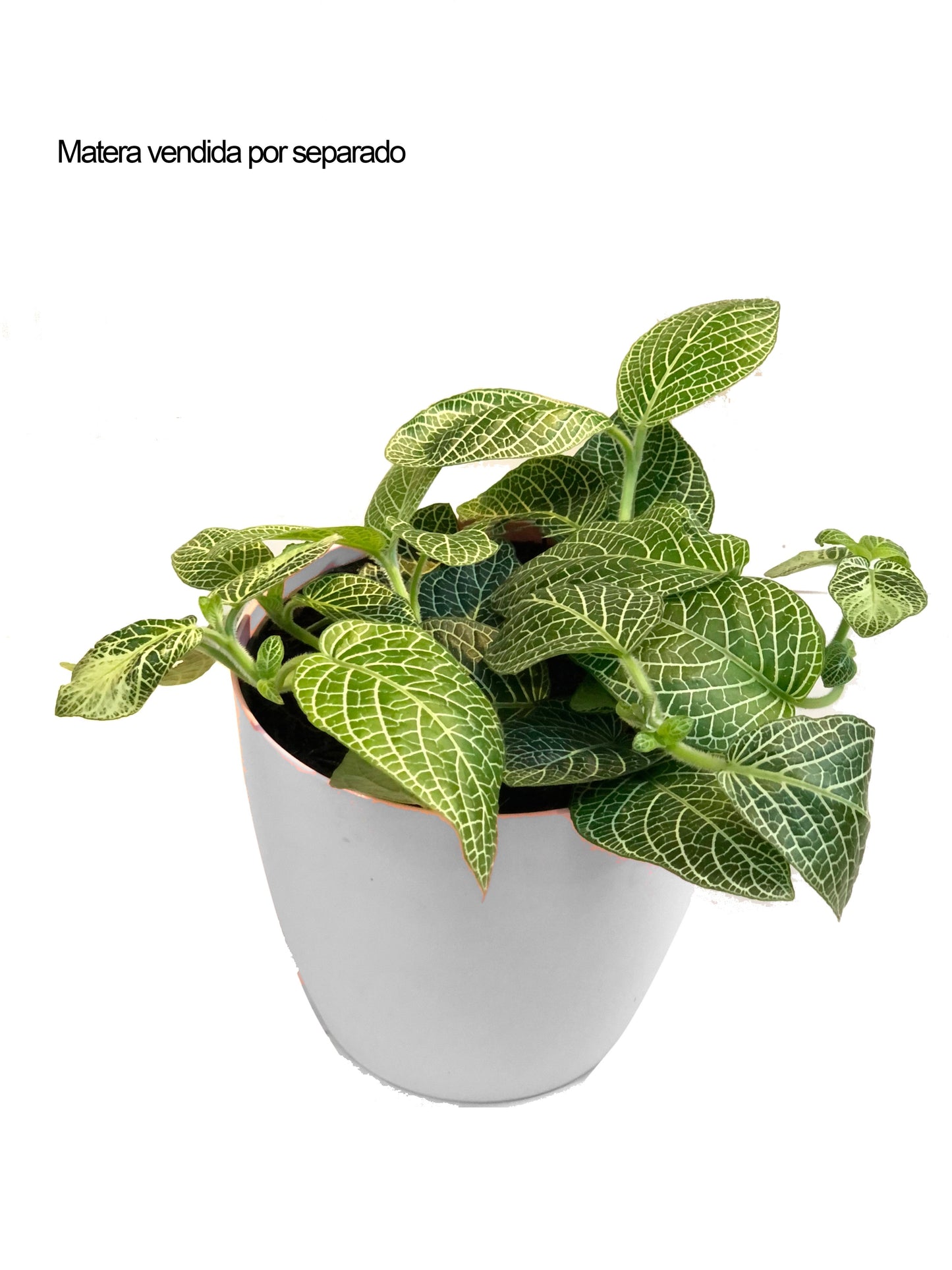 Plano entero de fitonias en matera de plastico blanca