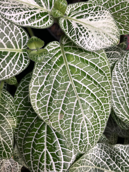 Plano detalle de follaje de las fitonias