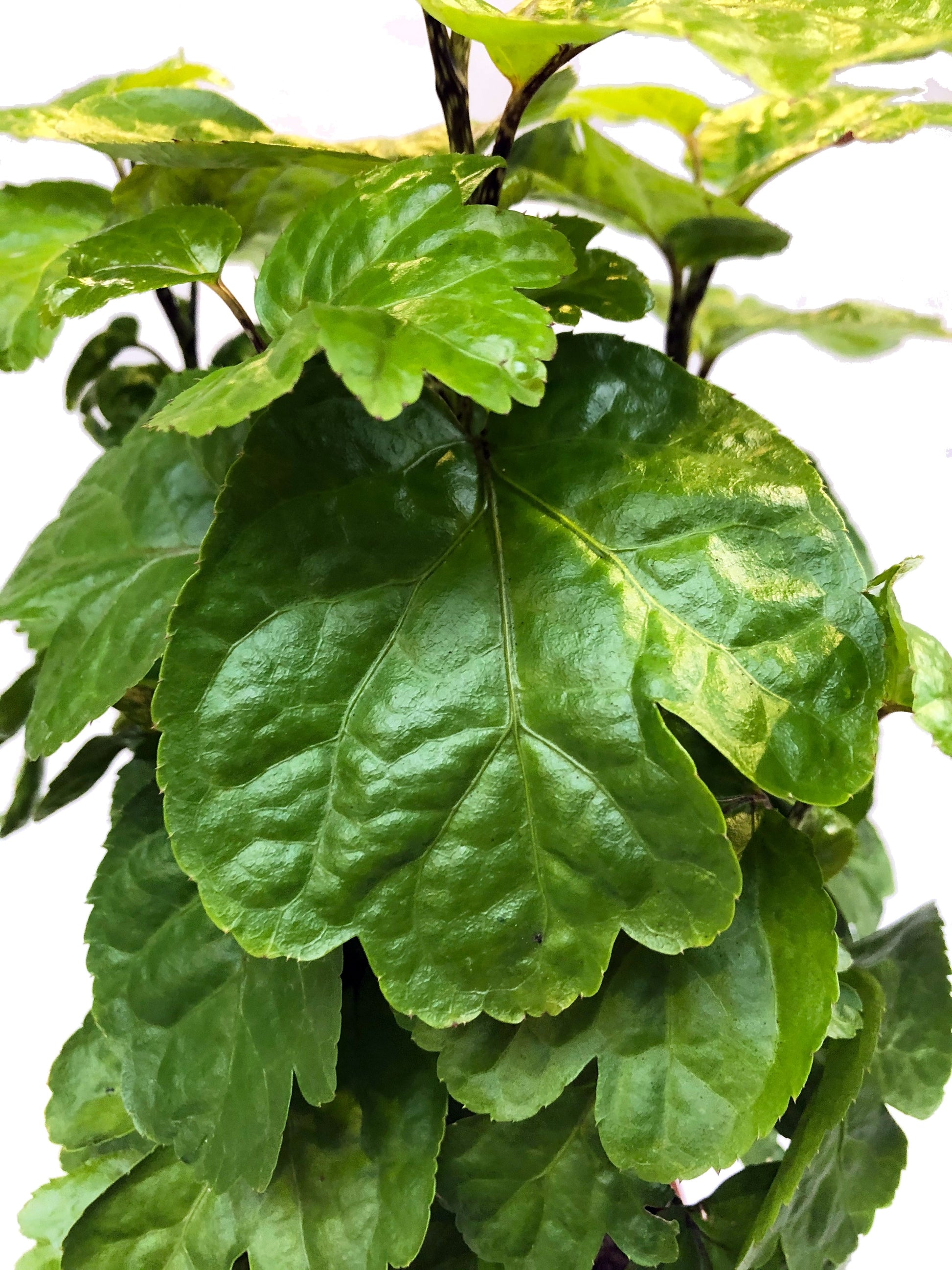 Plano detalle de la millonaria detalle hojas