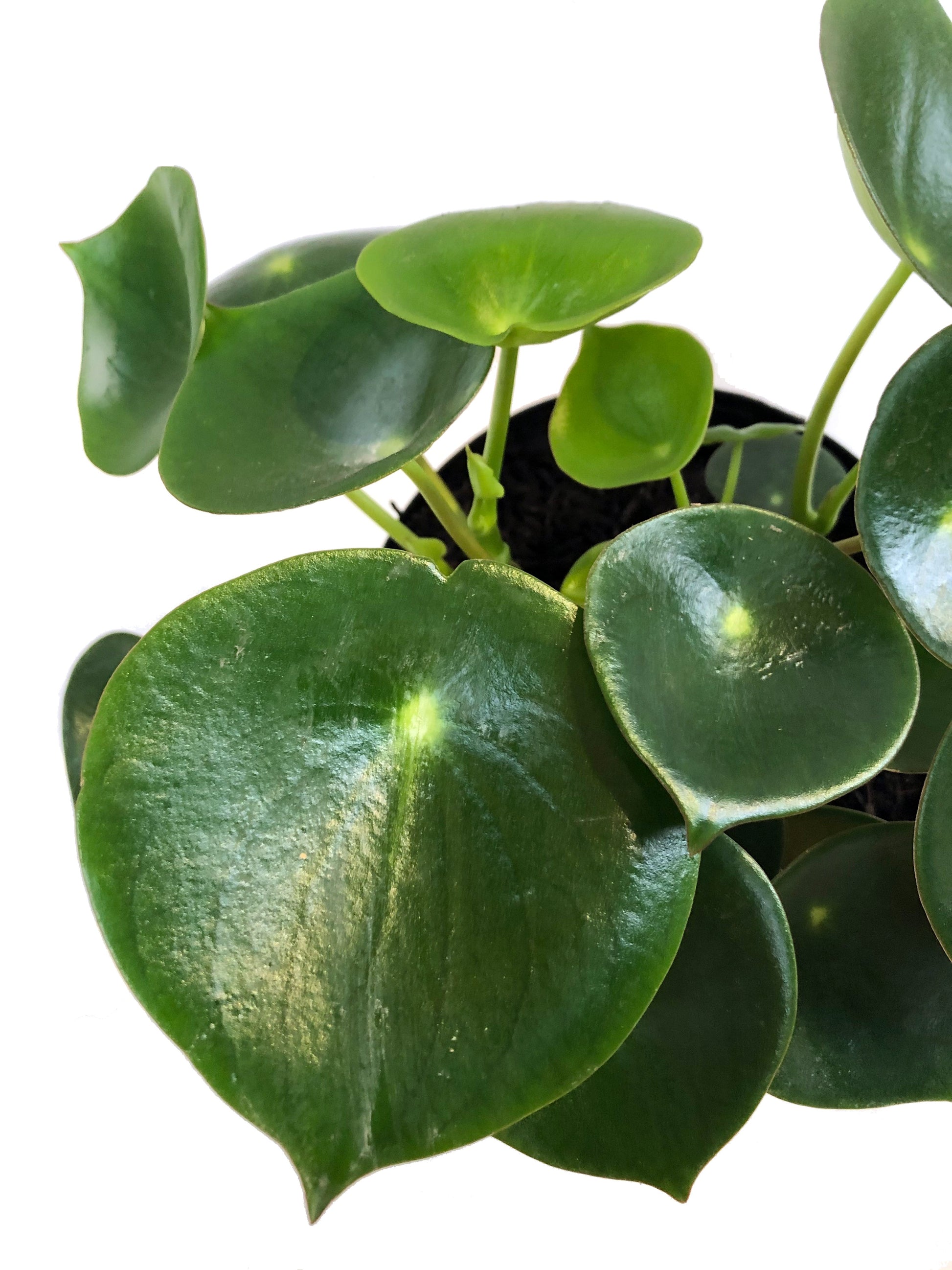 Peperomia cucharita plano detalle