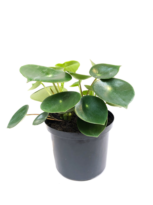 Peperomia cucharita plano entero