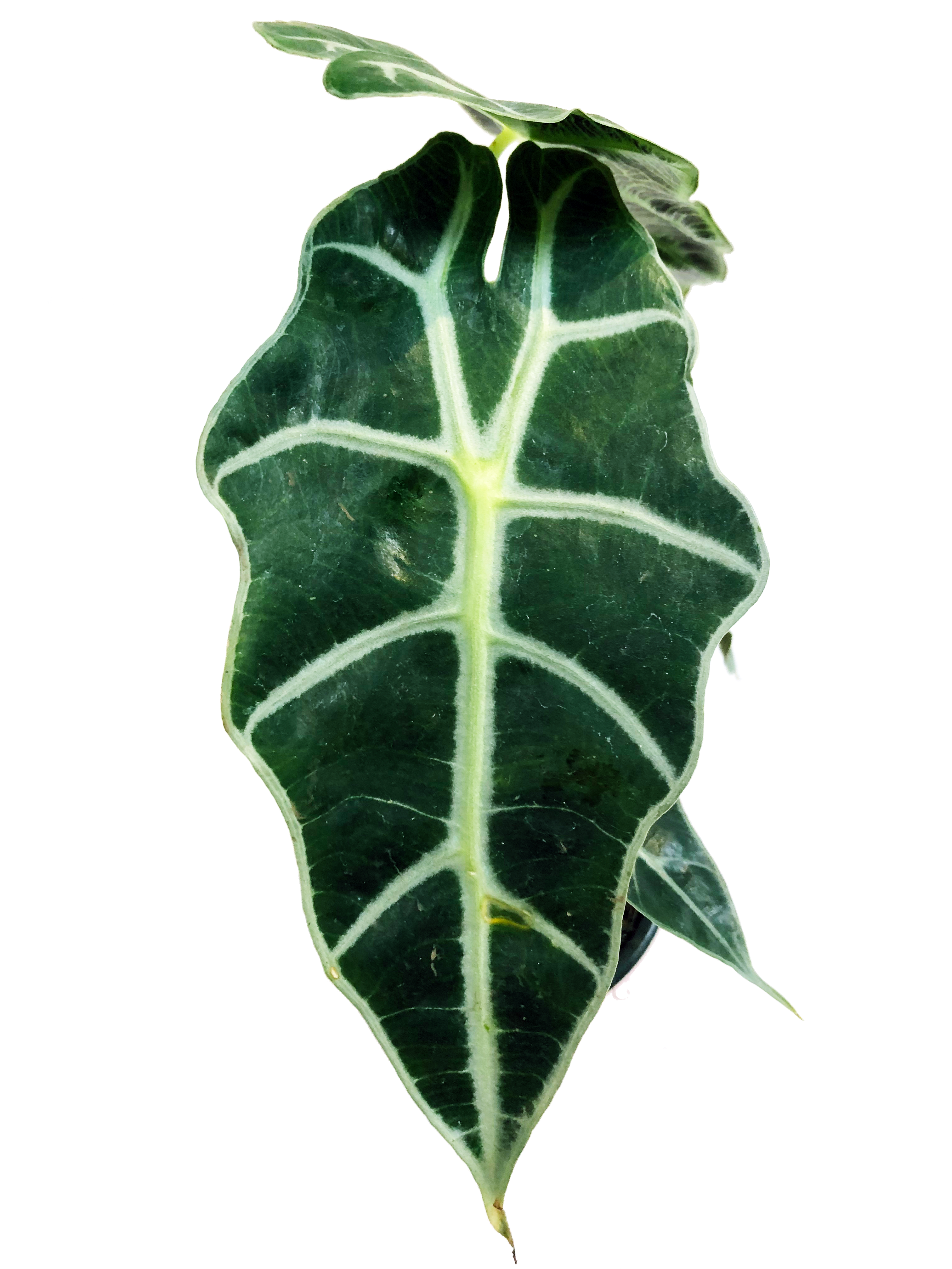 Alocacia amazonica plano detalle de hoja