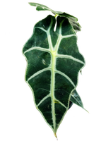 Cargar imagen en el visor de la galería, Alocacia amazonica plano detalle de hoja
