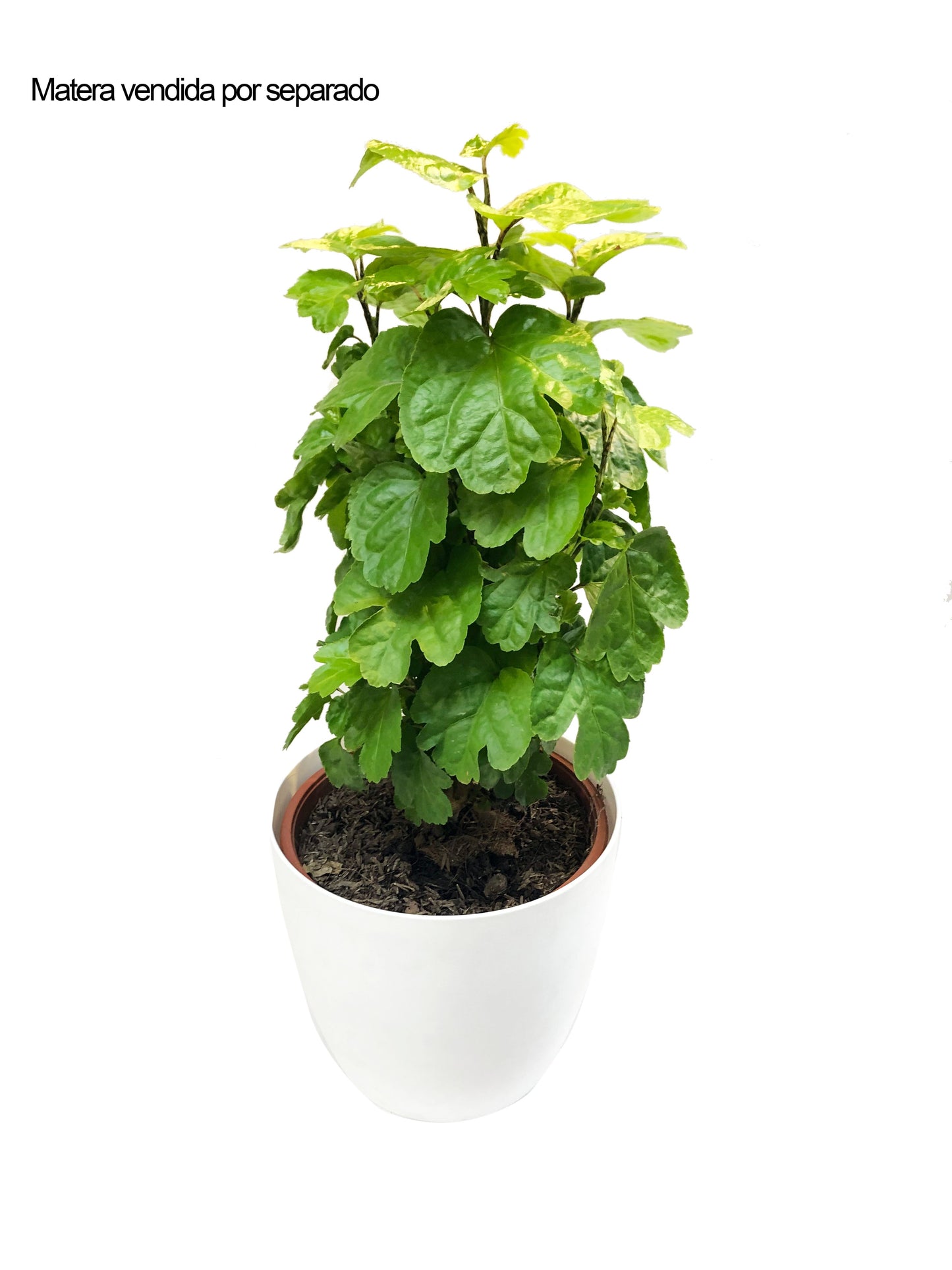 Plano completo de la millonaria sobre matera blanca