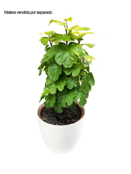 Plano completo de la millonaria sobre matera blanca