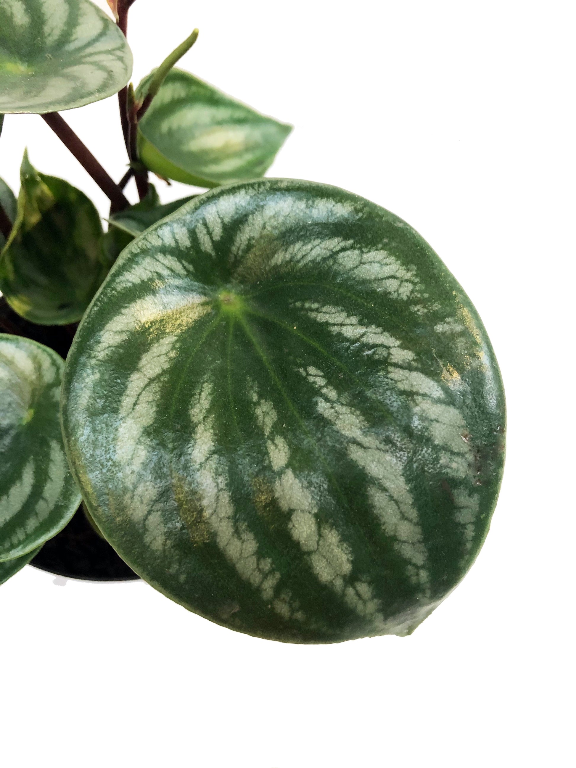 Plano detalle de follaje de peperomia