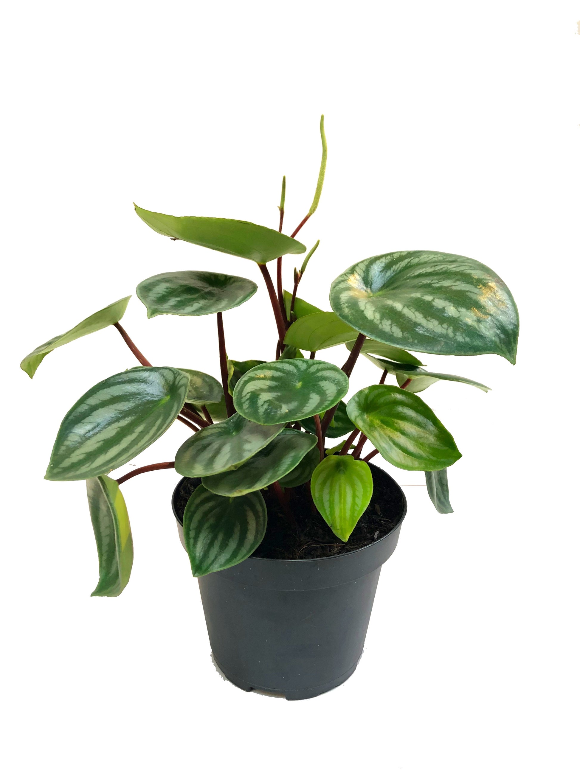 Plano entero de Peperomia sobre matera negra