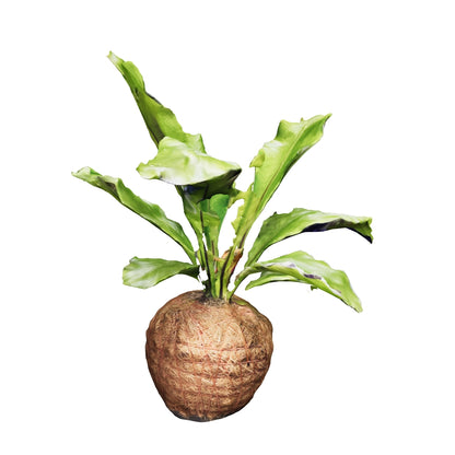 Helechos Colgantes Kokedama