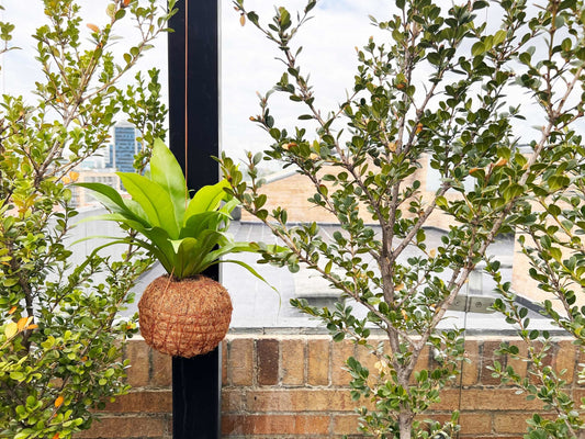 Helechos Colgantes Kokedama