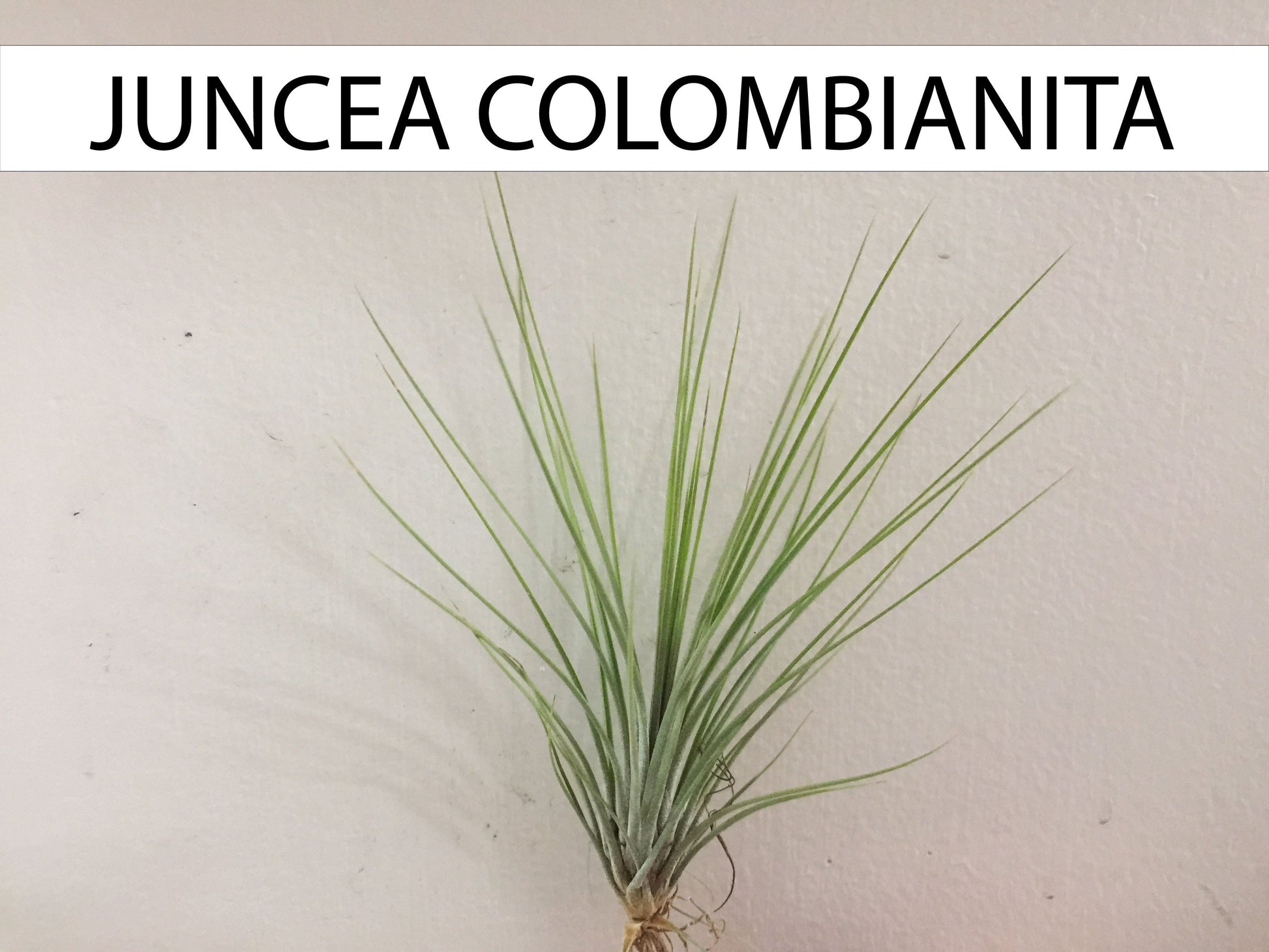 Detalle de tillandsias juncea colombianita