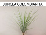 Cargar imagen en el visor de la galería, Detalle de tillandsias juncea colombianita
