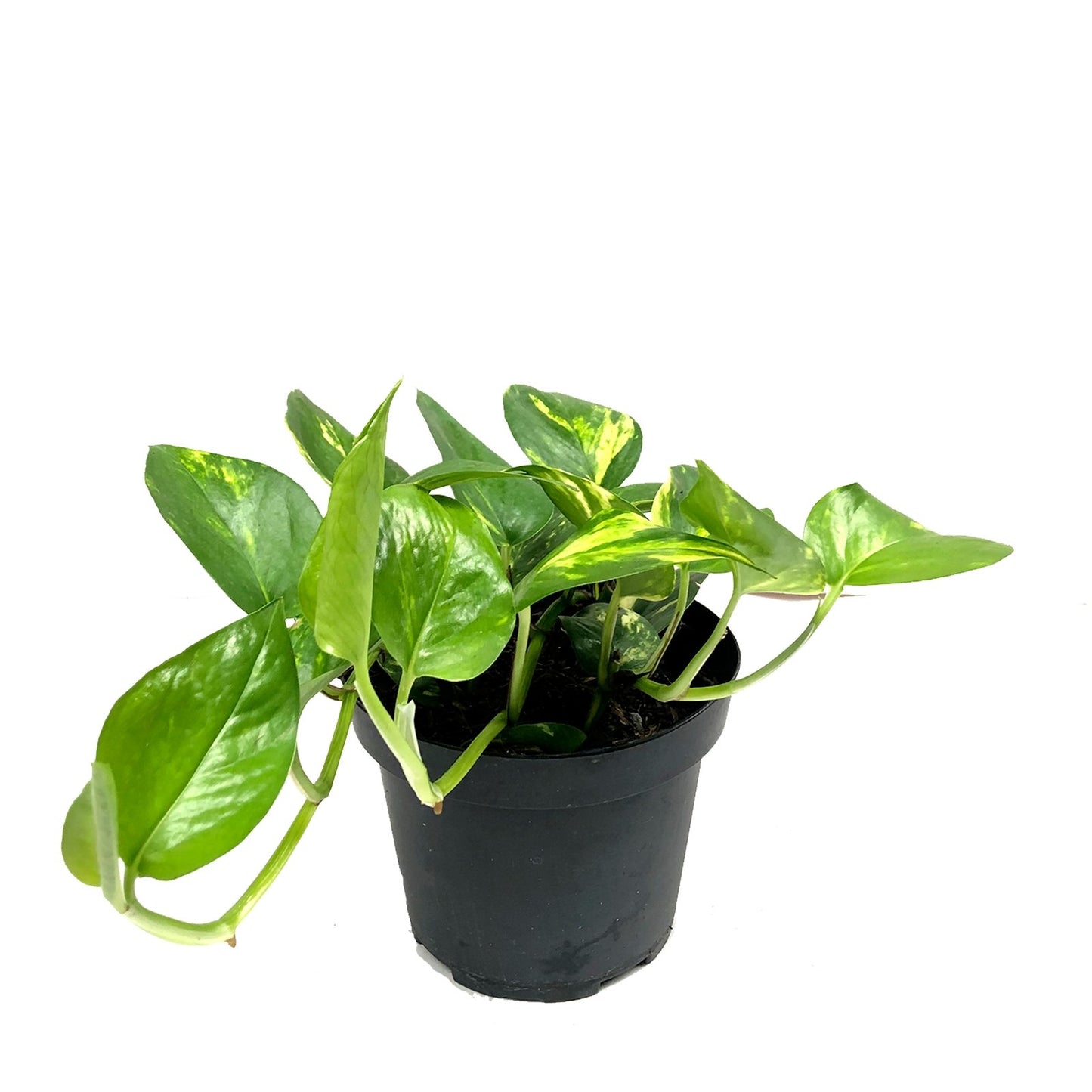 Plano entero de miami sobre matera negra de plástico