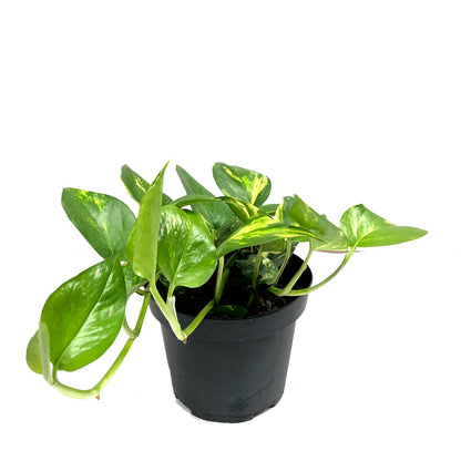 Plano entero de miami sobre matera negra de plástico