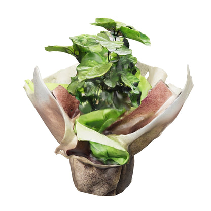 Millonaria de Regalo