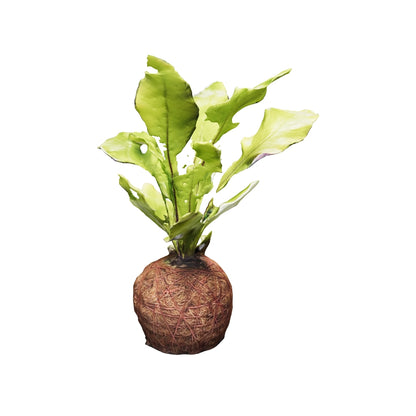 Kokedama Mini Helecho