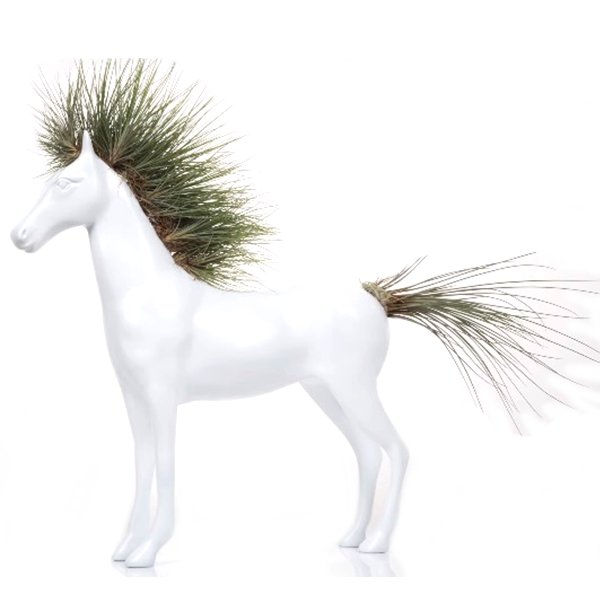 PLano general de caballo con tilladsias
